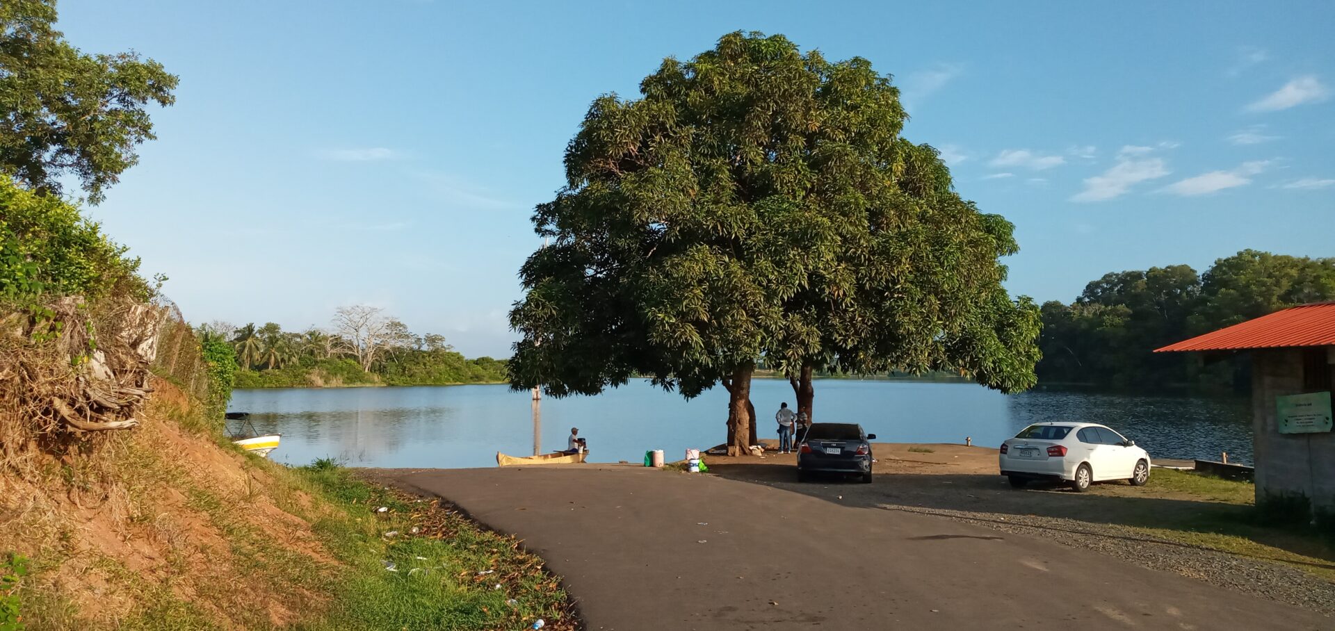Large tree by the lakeside with people sitting nearby under a clear sky.