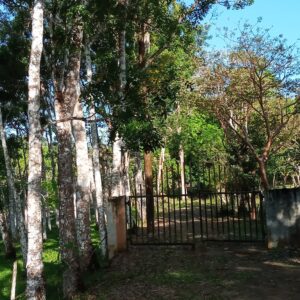 A rustic metal gate beside birch trees in a lush garden.