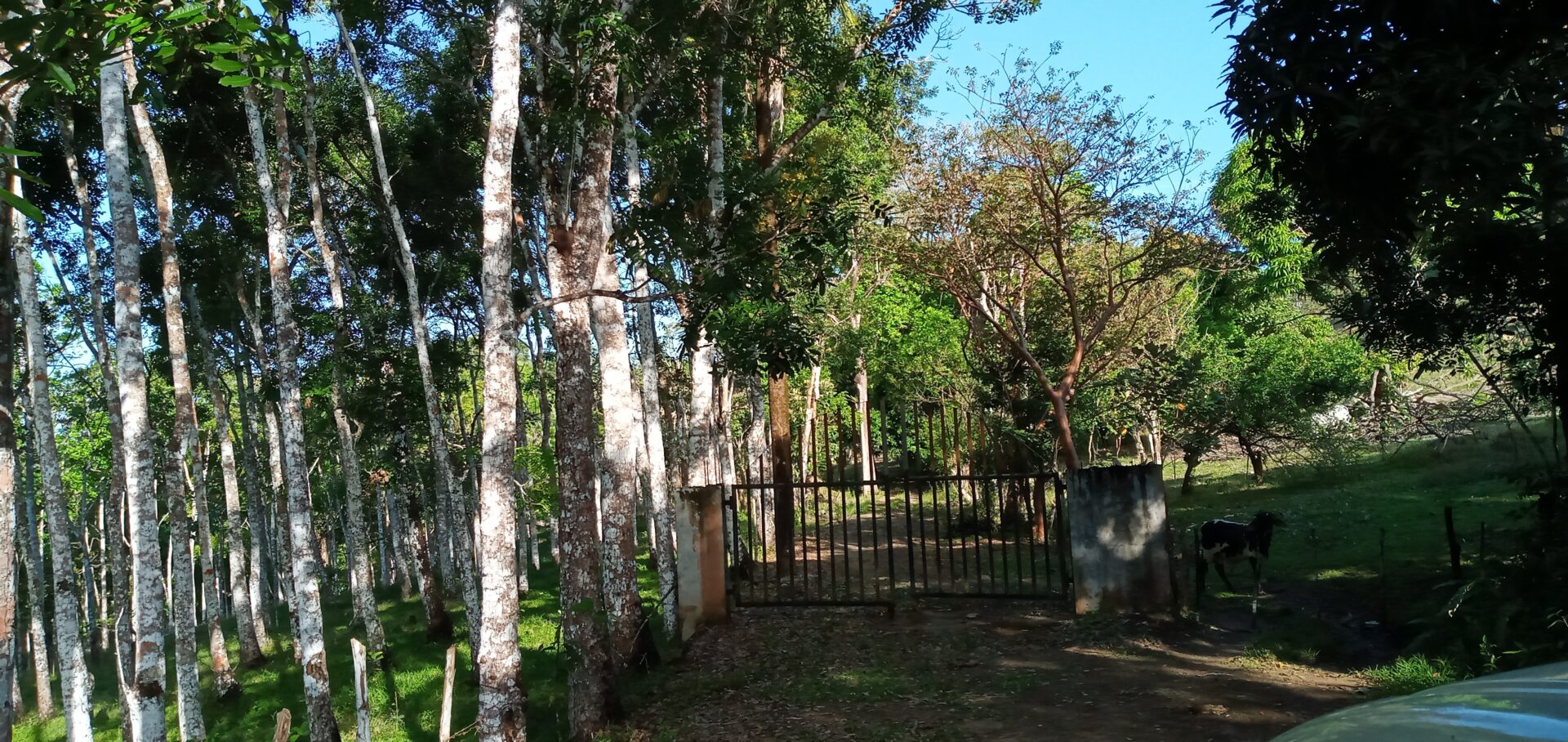 A rustic metal gate beside birch trees in a lush garden.