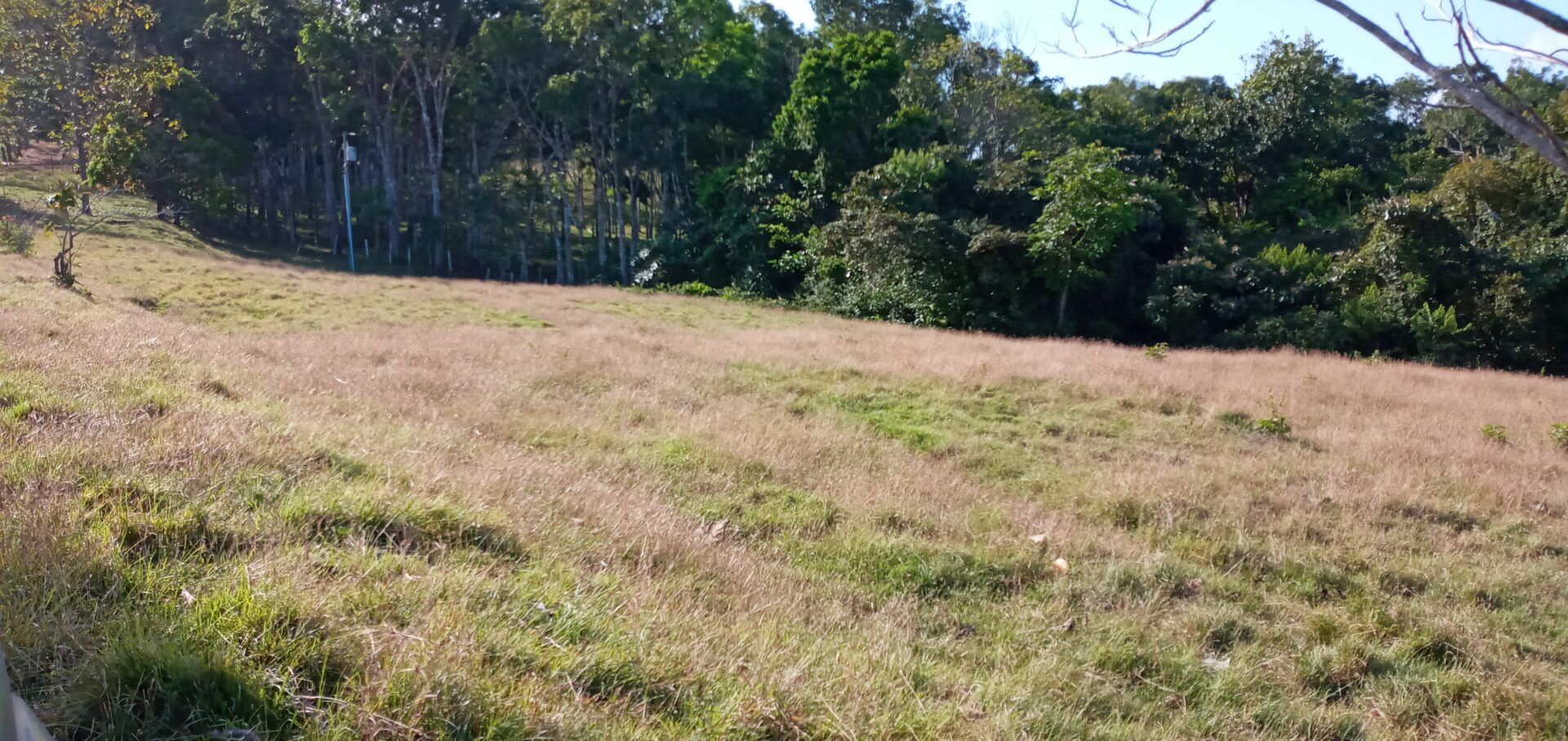 A sunlit grassy field with trees in the background.