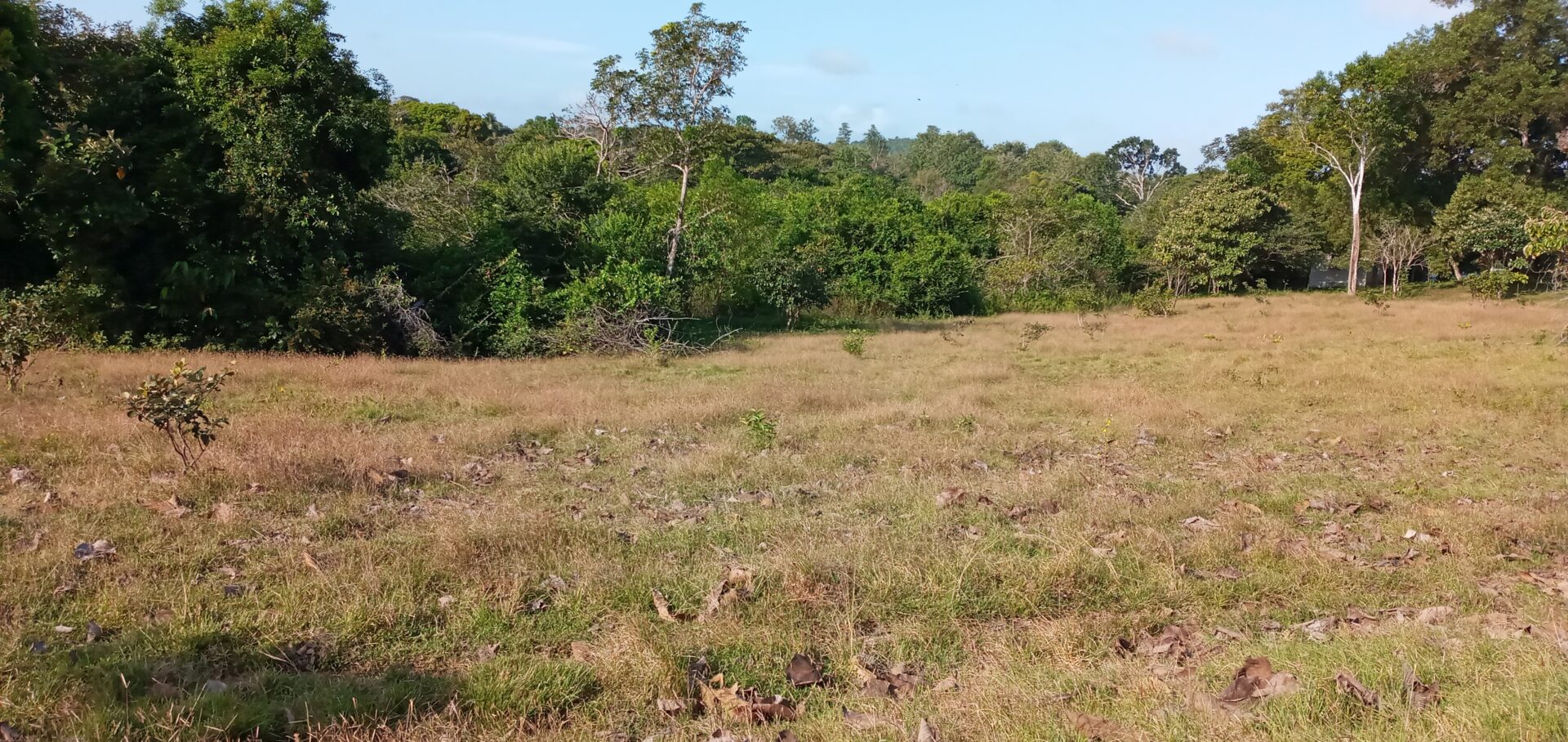 A grassy field with sparse vegetation and trees in the background.