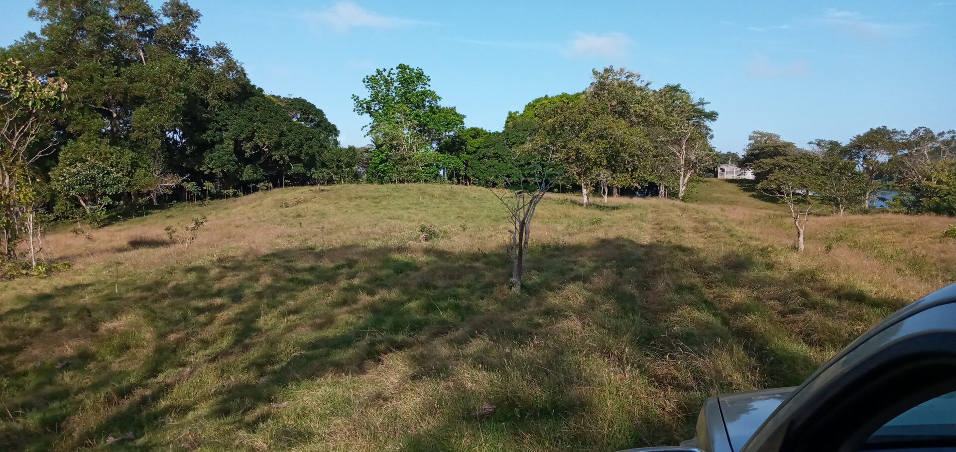 A grassy field with scattered trees under a clear sky.