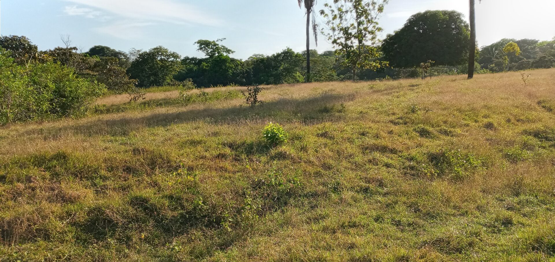 A grassy field with scattered trees under a clear sky.