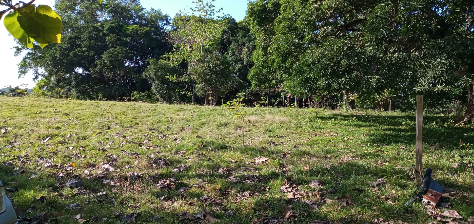 A grassy field bordered by dense trees under clear skies.