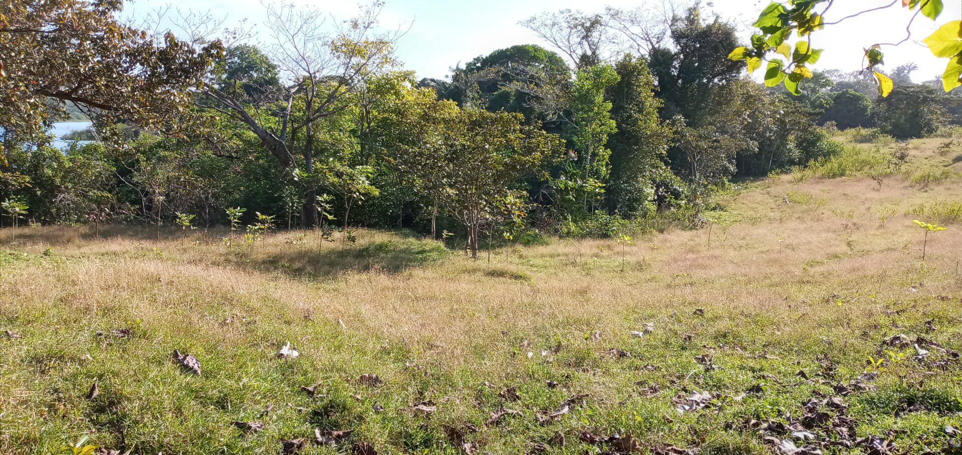 Grassy field with scattered wildflowers and a dense tree line in the background.