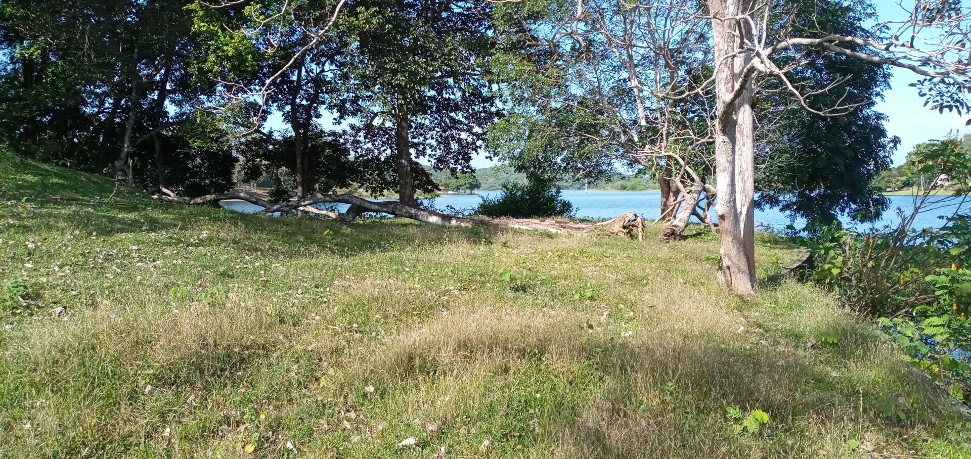 A peaceful lakeside scene with trees and grassy shore.