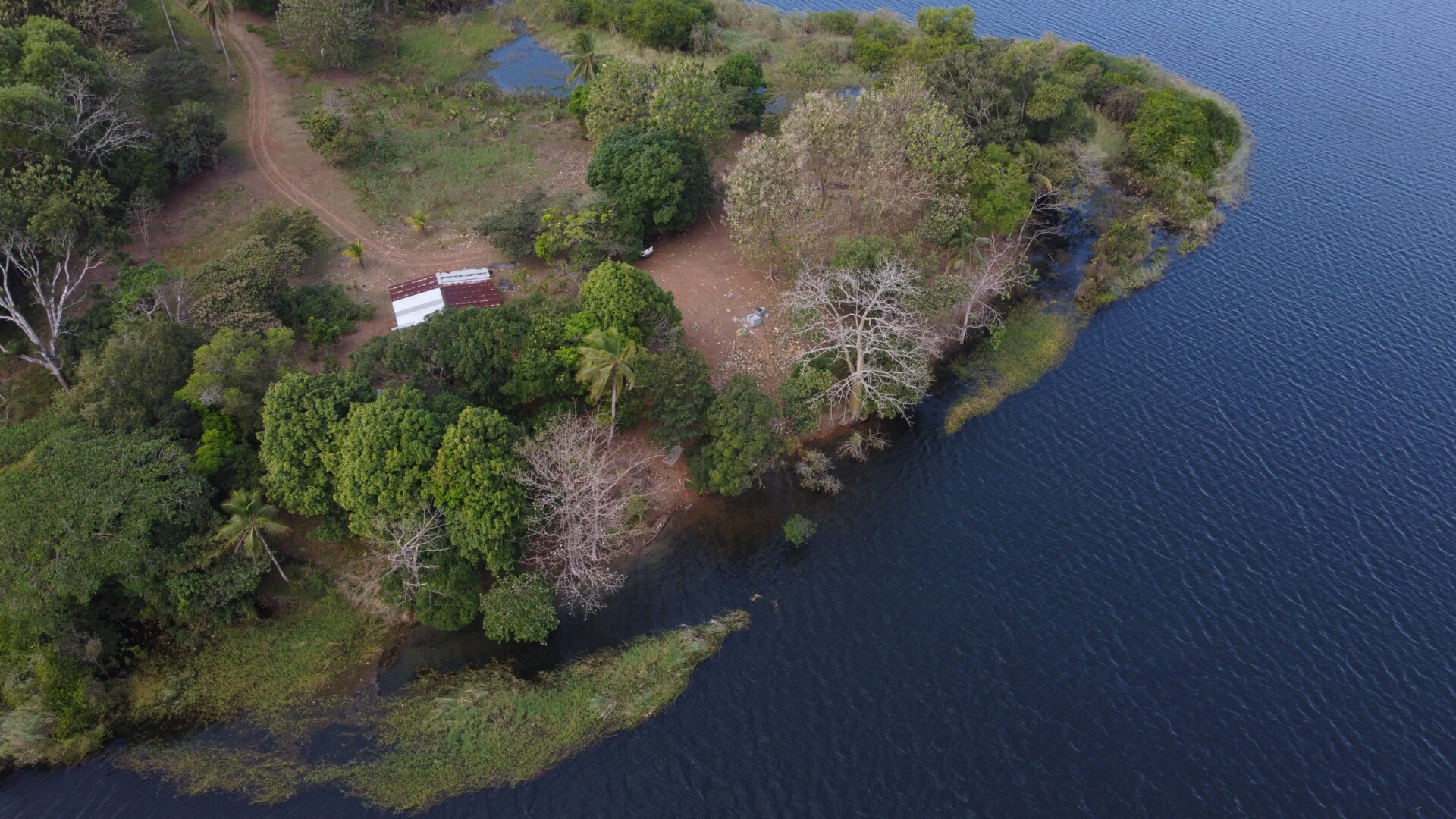 Aerial view of a tree-covered area beside a calm water body.
