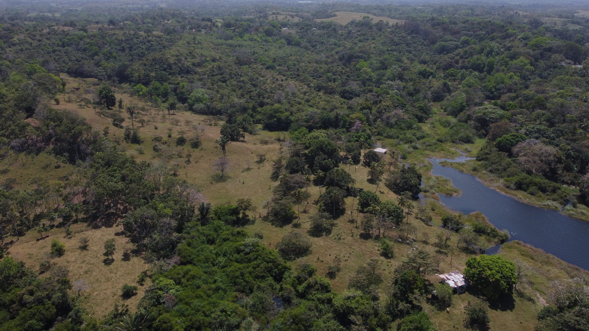 Aerial view of a green forest with scattered clearings and a small body of water.