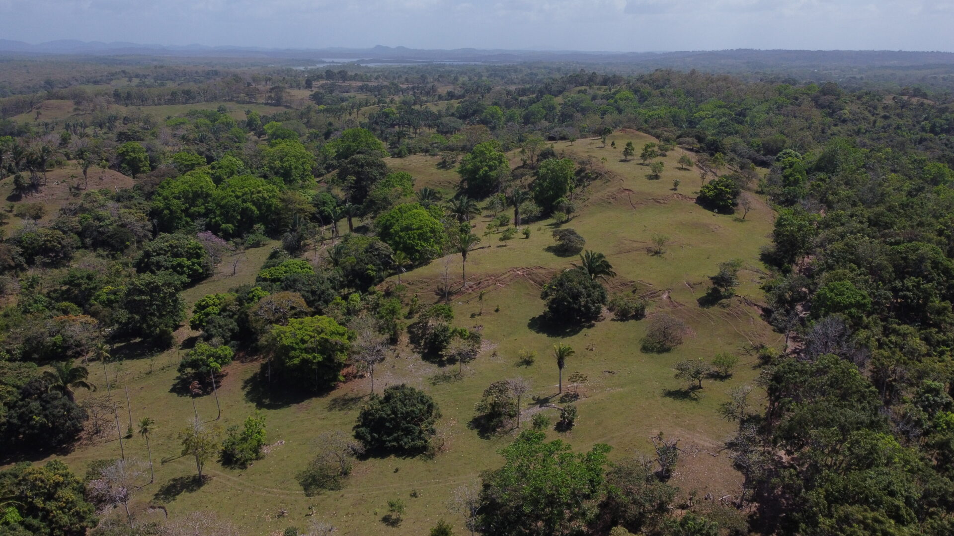 Aerial view of a green, hilly landscape with scattered trees and open fields.