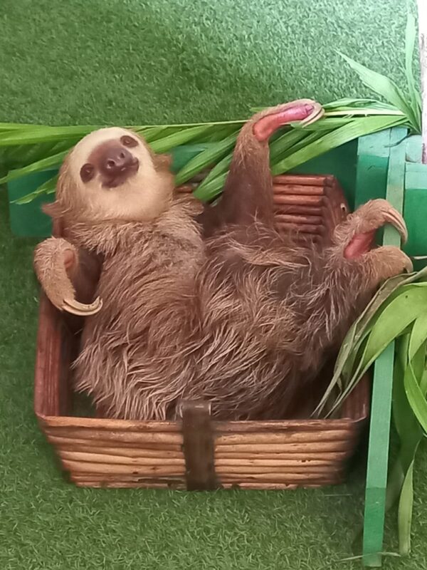 A baby sloth is laying in a basket.