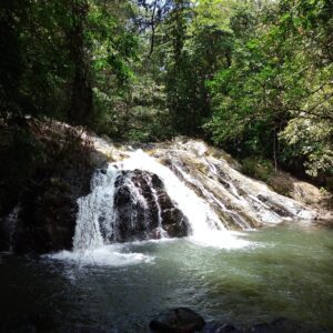 A waterfall in the middle of a forest.