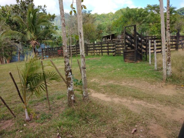 A dirt road with palm trees and a fence