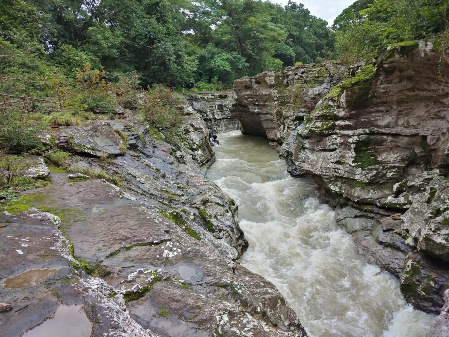 A river running through the middle of a forest.