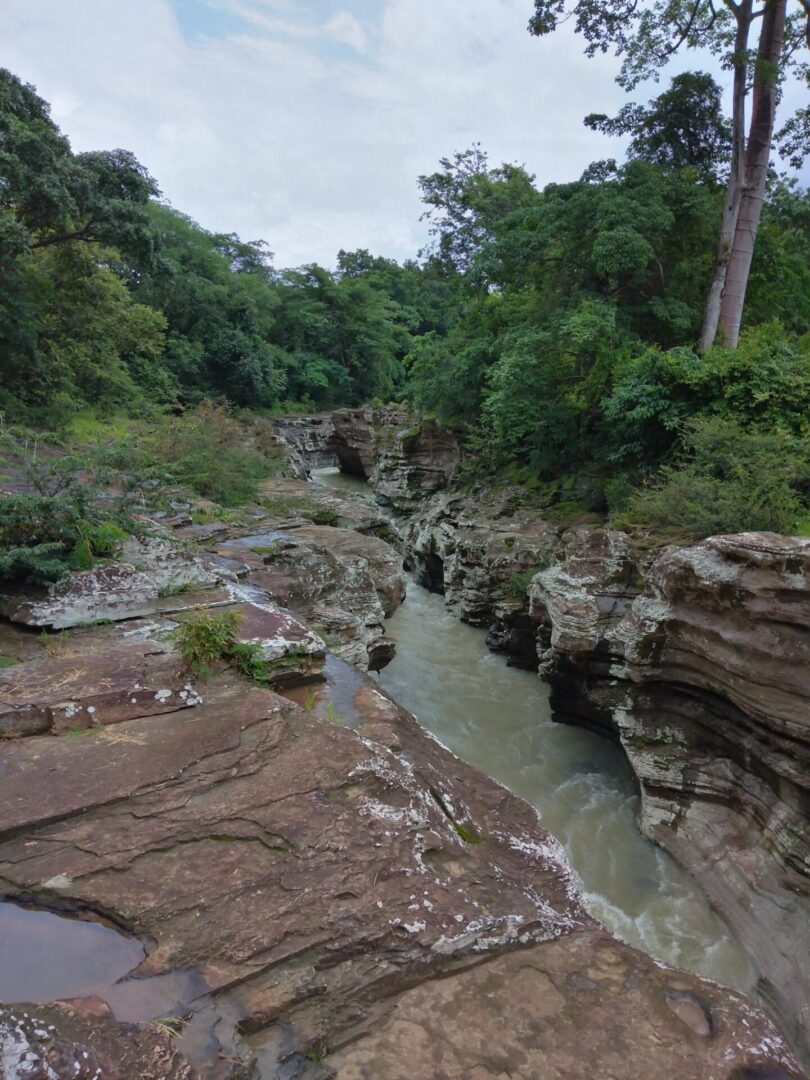 A river running through the middle of a forest.