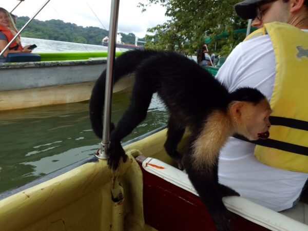 A monkey hanging on to the side of a boat.