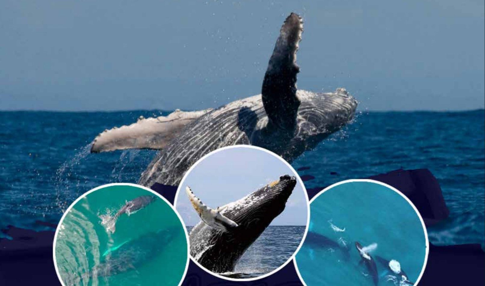 Humpback whale breaching dramatically in the ocean.